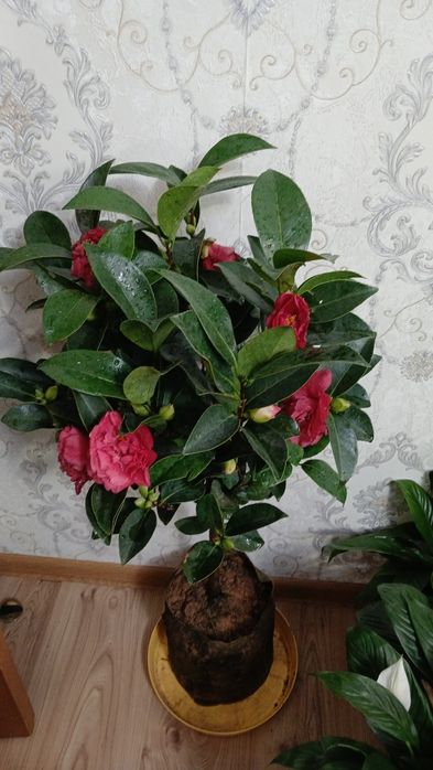 Комнатные растения