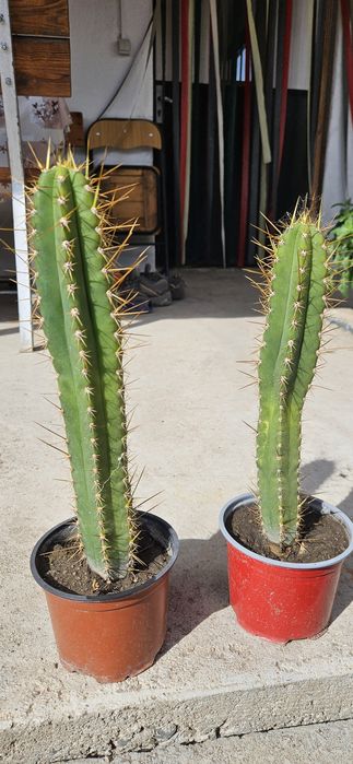 Кактус Сан педро (T. Peruvianus)