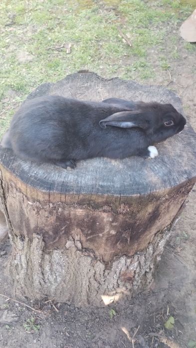 Iepuri de vânzare.
