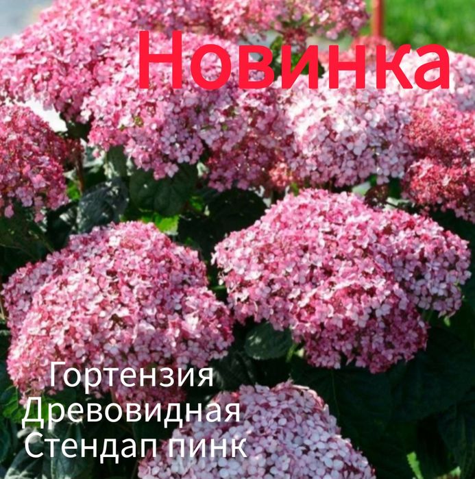 Новые сорта гортензии древовидной. 5 сортов древовидной гортензии