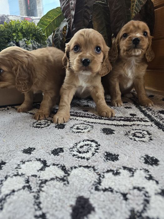 Чистокръвни кокер шпаньоли