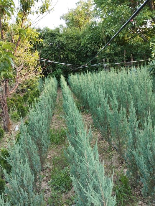 Ёлки все виды есть