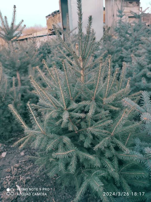 Продам саженцы плодовых деревьев