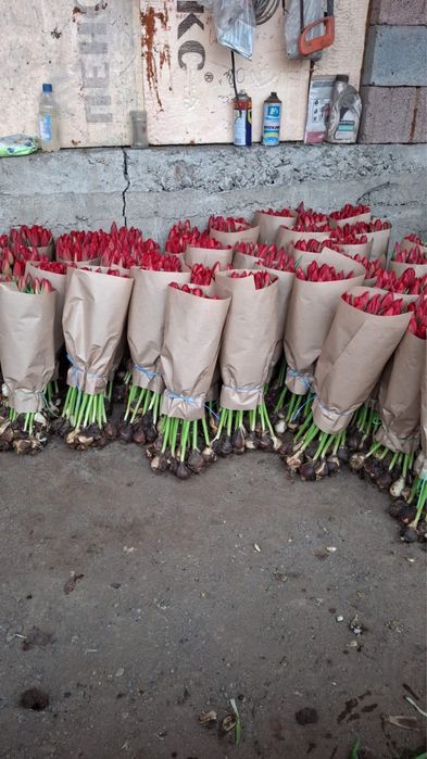 Продажа тюльпанов
