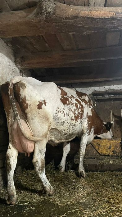 Vând 3 vaci bălțate românești fătate