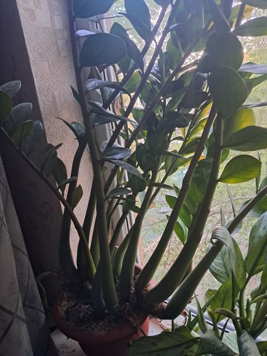 Продам цветы комнатные