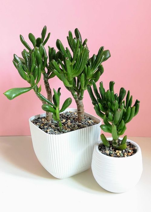 Крассула Хоббит (толстянка)