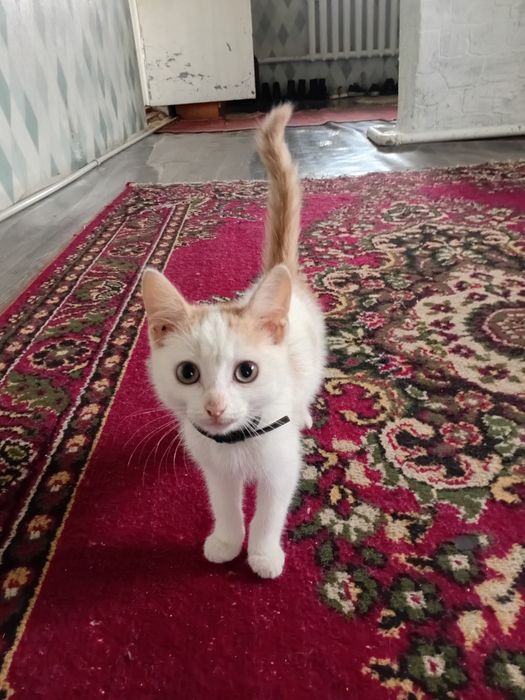 Котенок в добрые руки