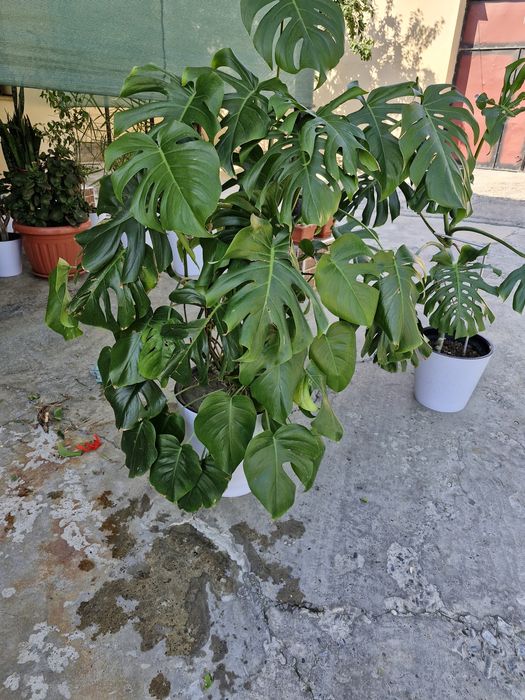 Цветок монстр ухаженый