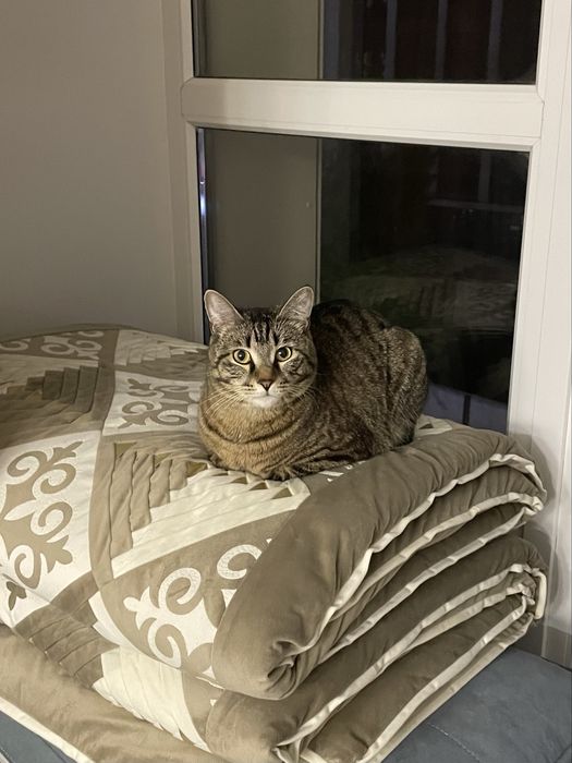 Отдадим кота в хорошие руки