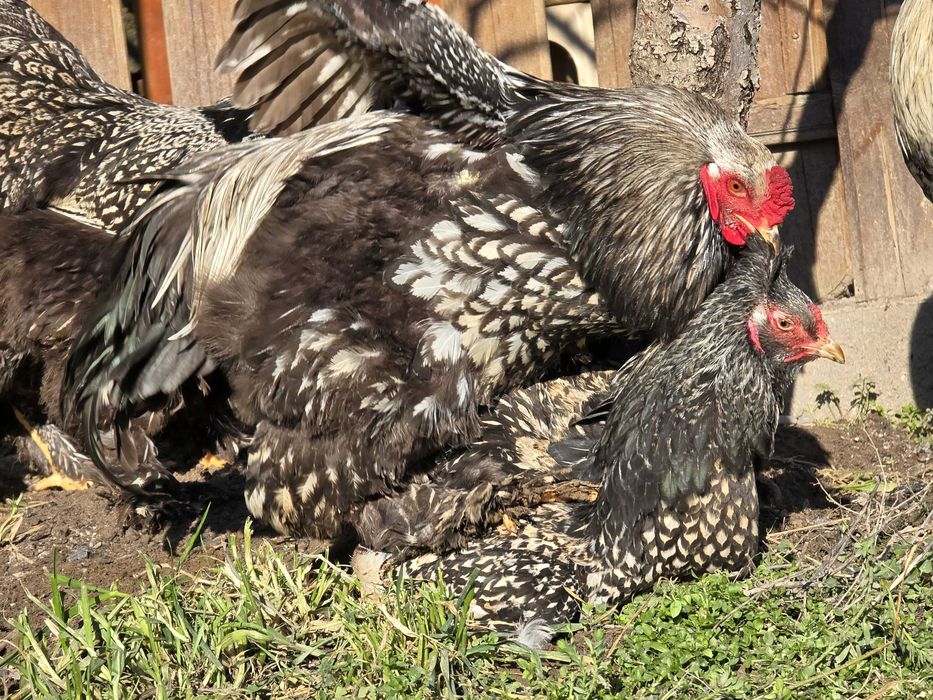 Продавам разплодни яйца от Сребърно кантирана барма (Silver Laced)