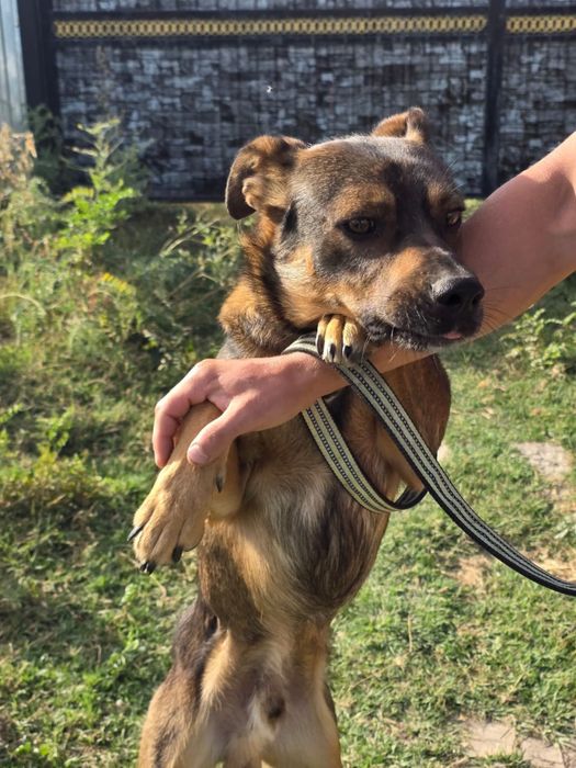 Ищем дом собаке мальчику