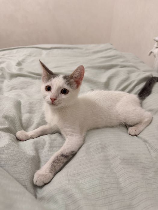 Котенок в добрые руки