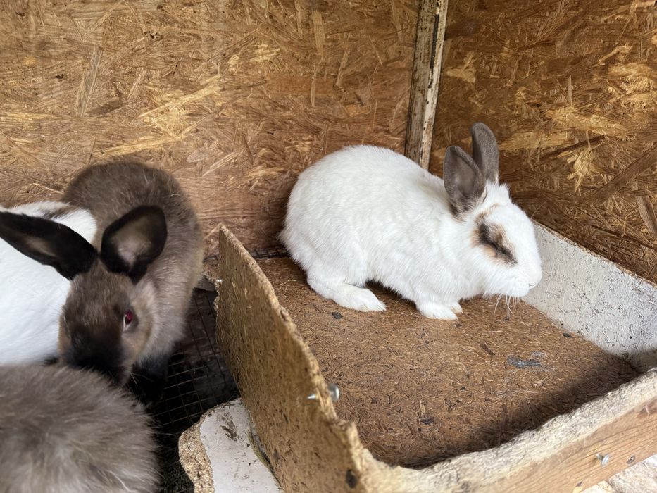 Продам декоративных кроликов