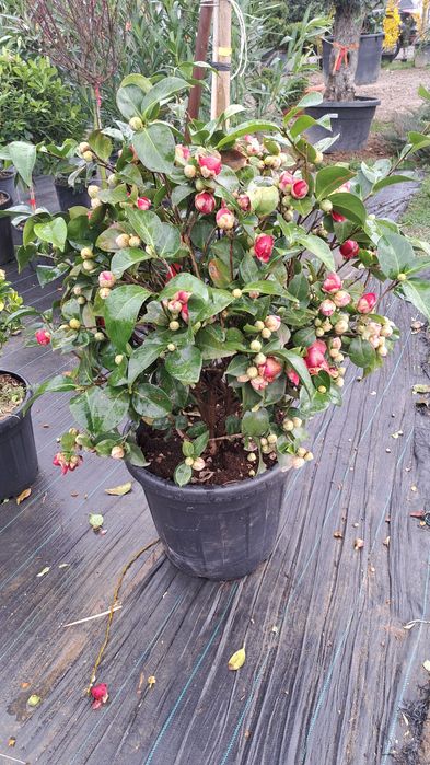 Vindem Tuia Leylandy Mesteacan Tei Magnoli Platan etc