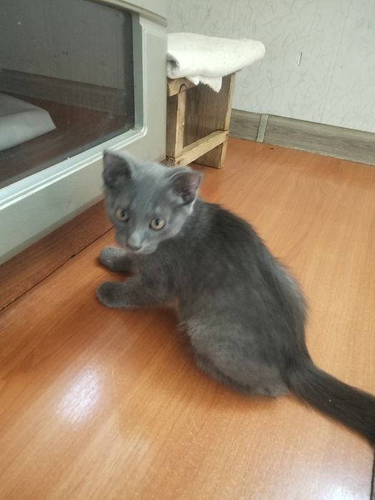 Кошки два малчика адам добрые руки