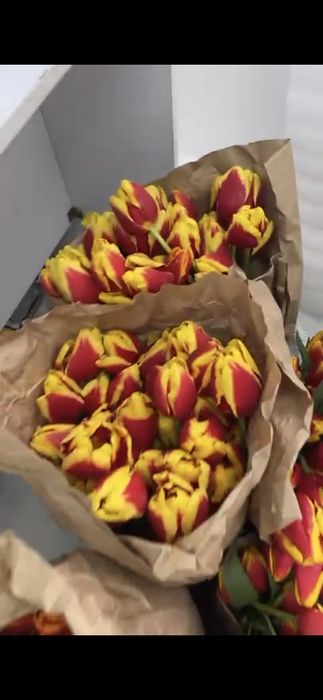 Оптом Тюльпаны большие бокалы 55см