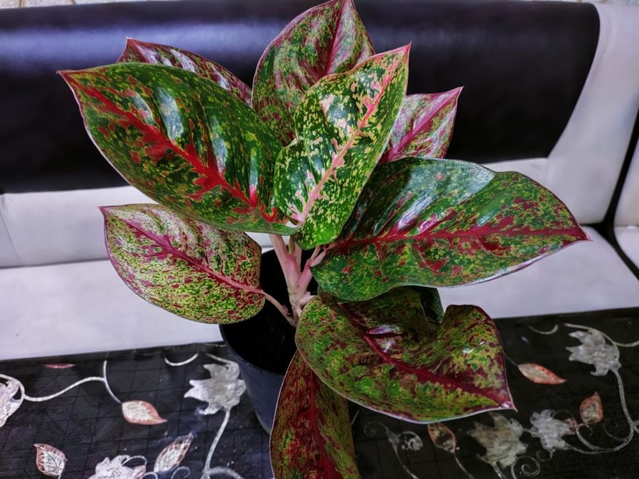 Комнатные цветы. Доставка