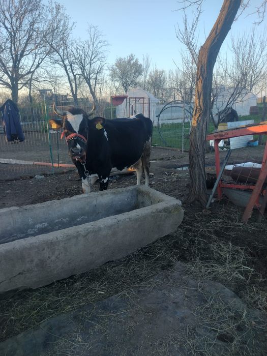 Vaci de vanzare bune de lapte
Vaci de vânzare bune de lapte – 25L/zi f