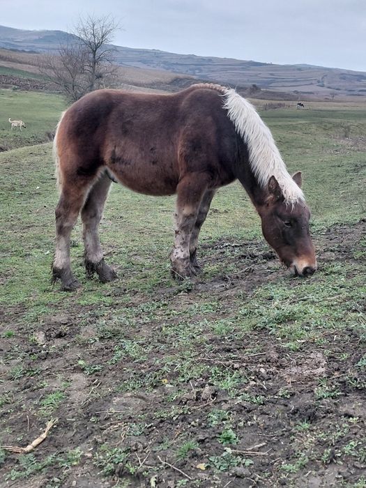 Manz greu din părinți de excepție