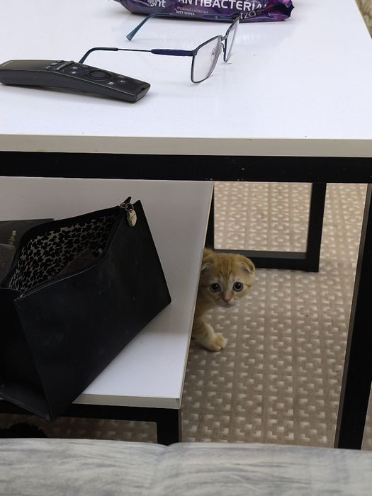 Висло ухий кот продоедся