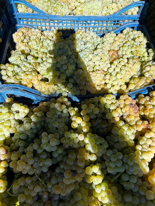 Must Ottonel, Hamburg