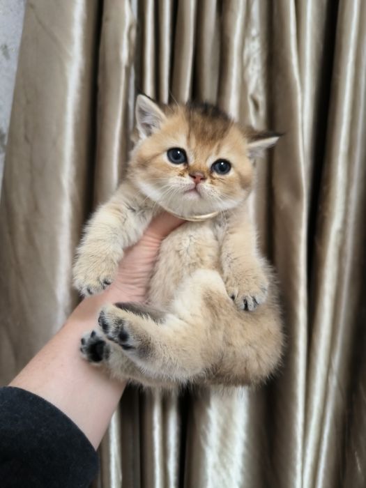 Котята от правильной вязки