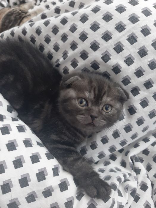 Котята шотландской породы
