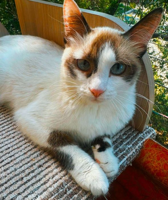 Кошечка ищет дом!