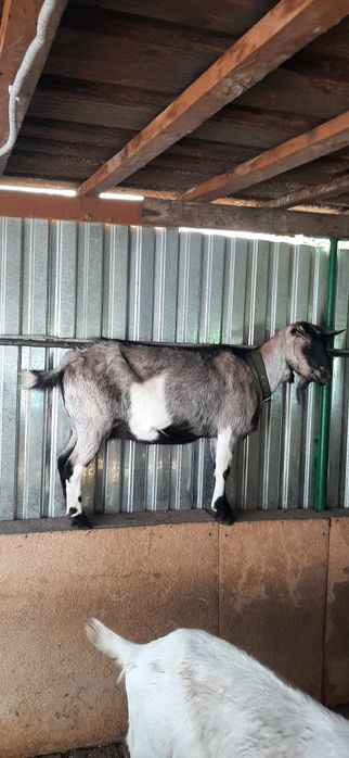 Козье молоко с доставкой на дом!