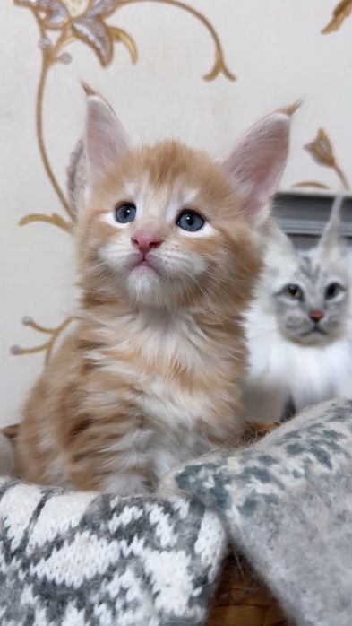 Породные котята Мейн-кун!