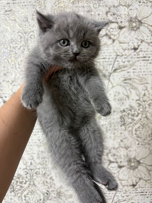 Britanskiy toza qon mushukchala sotiladi. 100 $dan