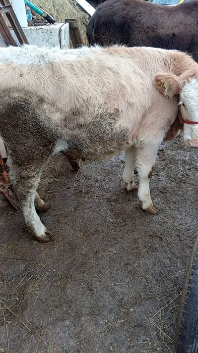 Vițică tânără...