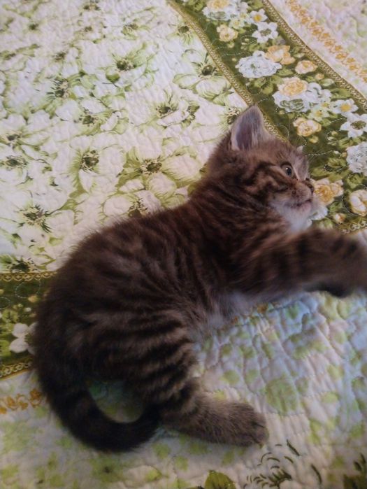 Продам котёнка экзот