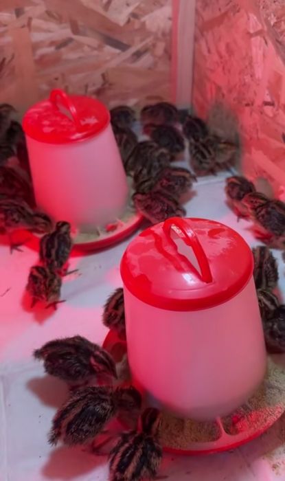 Pui de prepeliță japoneză