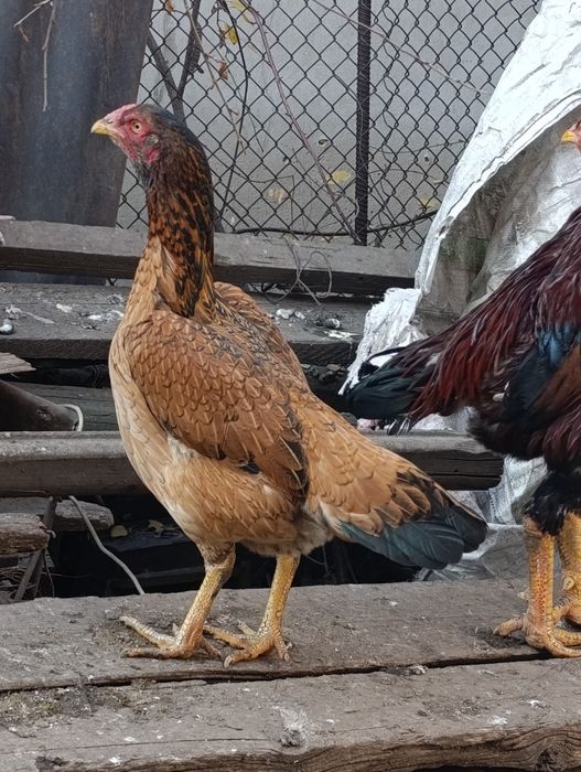 Дакан дакан дакан