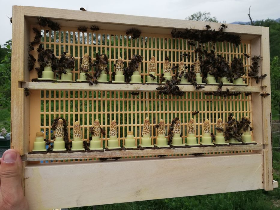 Vând mătci împerecheate, rasa Carnica