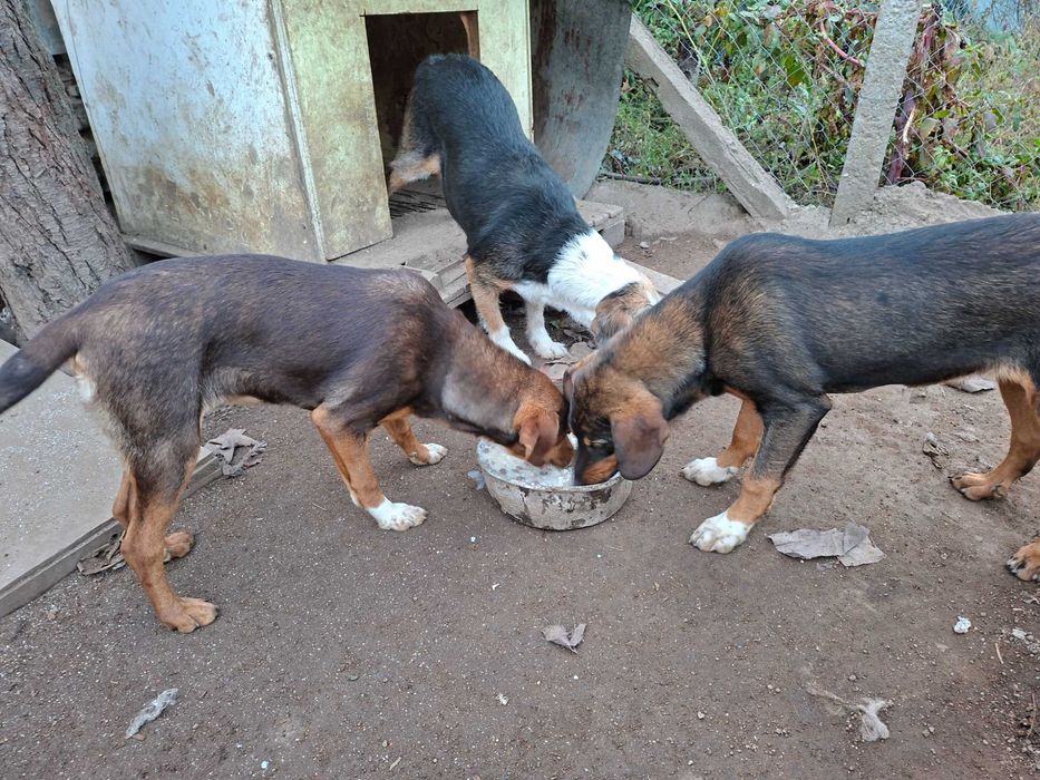 Подарявам кучета