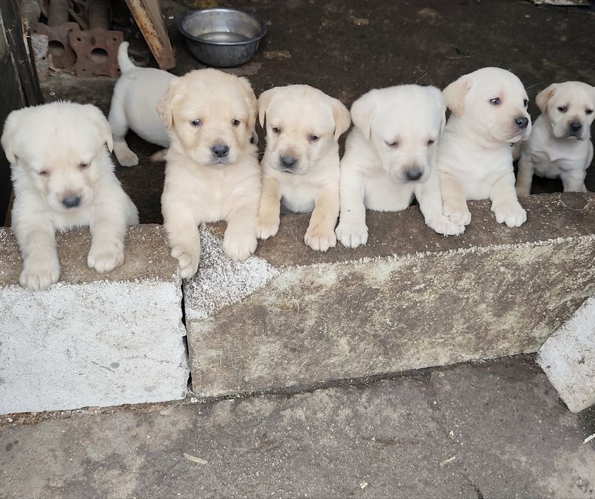 Бебета Лабрадори