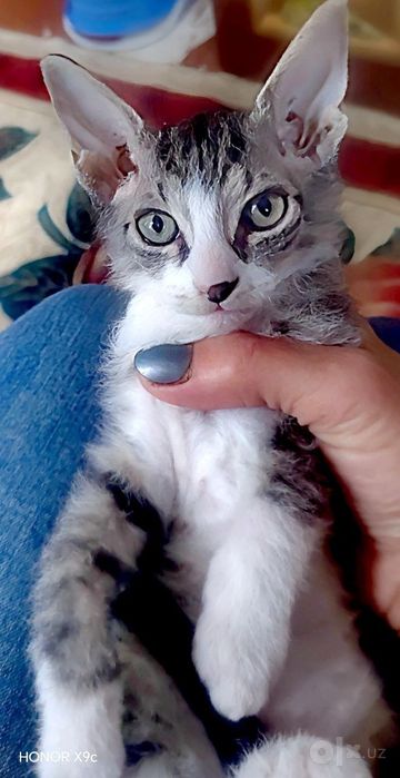 Котята породы свинкс браш