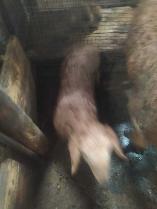 продаю баран срочно!