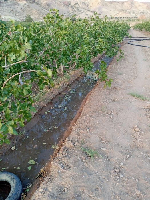 ПИСТА Ахмадий Акбарий Орзу Ерон хандон писта кучатлари бор 3 4  ёшли