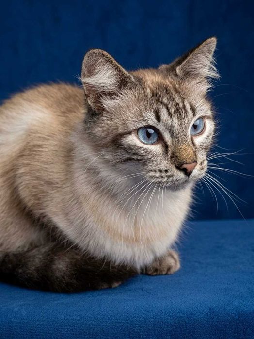 Тайский котик ищет дом