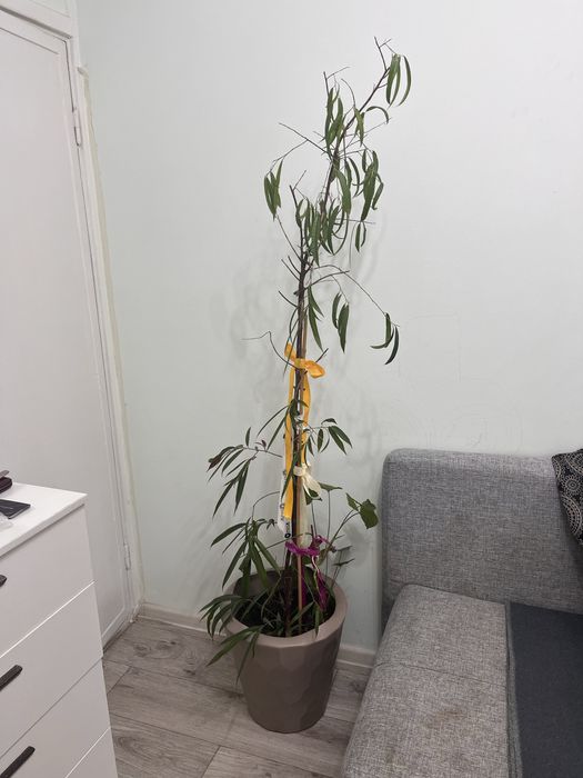 Цветы комнатные разные