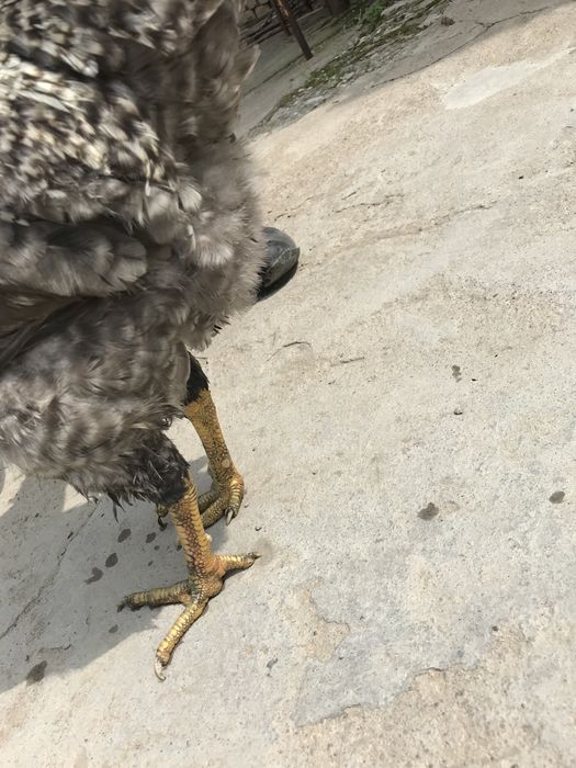 Петух.              .