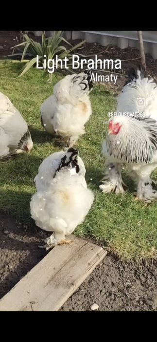 Продам цыплят Брама светлая