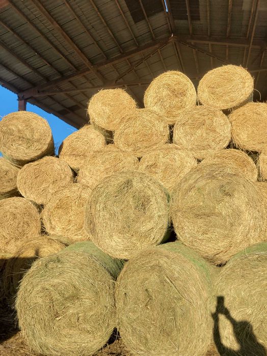 Продавам кръгли бали ливадно сено ,люцерна,царевица