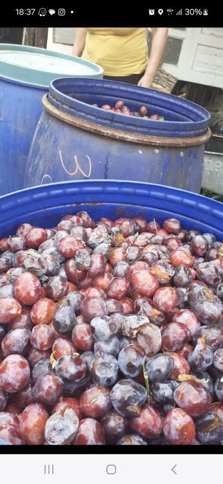 Prune coapte pentru țuică – direct de la producător