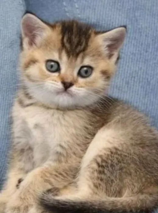 Шотландские котята