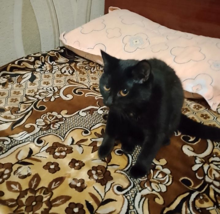 Мальчик чёрненький,в хорошие руки